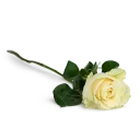 Kytice ekvádorských růží 80 cm